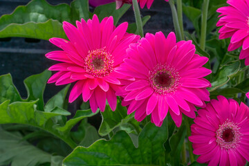 Brilliant Red Gerbera Daisies Growing In The Garden In Spring