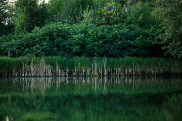 Obraz premium lake in the forest twilight