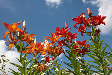 Orange-red lily flowers against a blue sky.