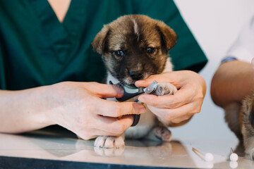 Checking the breath. Male veterinarian in work uniform listening to the breath of a small dog with a phonendoscope in veterinary clinic. Pet care concept
