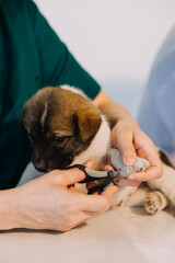 Checking the breath. Male veterinarian in work uniform listening to the breath of a small dog with a phonendoscope in veterinary clinic. Pet care concept