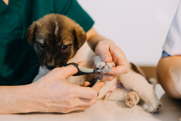 Checking the breath. Male veterinarian in work uniform listening to the breath of a small dog with a phonendoscope in veterinary clinic. Pet care concept