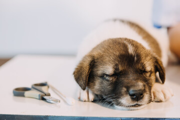 Checking the breath. Male veterinarian in work uniform listening to the breath of a small dog with a phonendoscope in veterinary clinic. Pet care concept