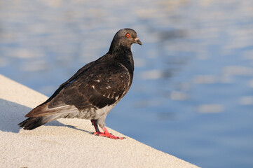 Close-up of a dark-feathered pigeon standing on a concrete ledge by a body of water, illustrating common urban wildlife in waterfront or city environments