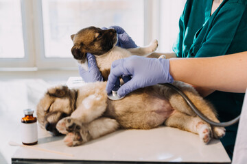 Checking the breath. Male veterinarian in work uniform listening to the breath of a small dog with a phonendoscope in veterinary clinic. Pet care concept