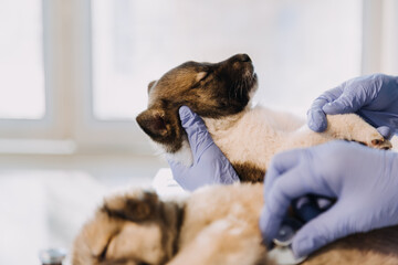 Checking the breath. Male veterinarian in work uniform listening to the breath of a small dog with a phonendoscope in veterinary clinic. Pet care concept