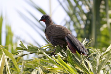 Ortalis Columbiana.
Mas conocida como Chachalaca o Guacharacas