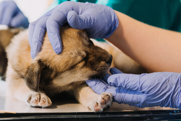 Checking the breath. Male veterinarian in work uniform listening to the breath of a small dog with a phonendoscope in veterinary clinic. Pet care concept