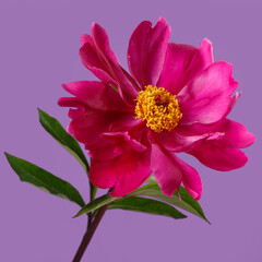 Red peony flower with yellow center isolated on purple background.