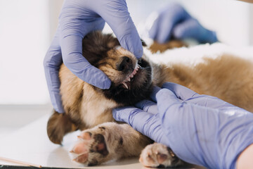 Checking the breath. Male veterinarian in work uniform listening to the breath of a small dog with a phonendoscope in veterinary clinic. Pet care concept