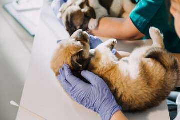 Checking the breath. Male veterinarian in work uniform listening to the breath of a small dog with a phonendoscope in veterinary clinic. Pet care concept