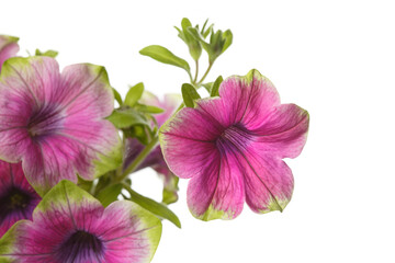 Pink green petunia flower isolated on white background.