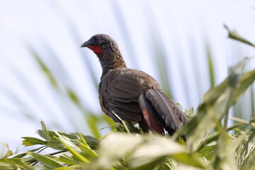 Ortalis Columbiana.
Mas conocida como Chachalaca o Guacharacas