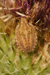 Vertical closeup on an nymph sloe bug or hairy shieldbug, Dolycoris baccarum , sitting in the...