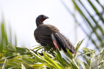 Ortalis Columbiana.
Mas conocida como Chachalaca o Guacharacas