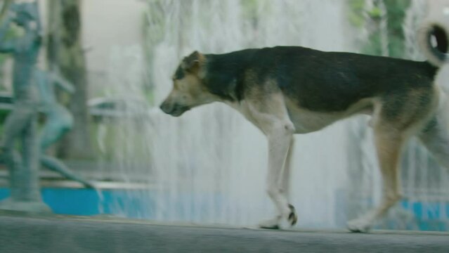 Street Dog walking in city 