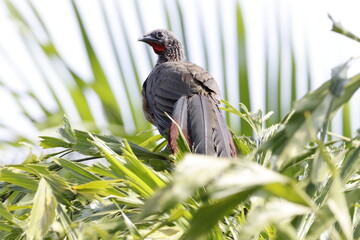 Ortalis Columbiana.
Mas conocida como Chachalaca o Guacharacas
