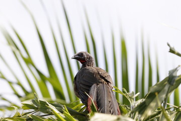 Ortalis Columbiana.
Mas conocida como Chachalaca o Guacharacas