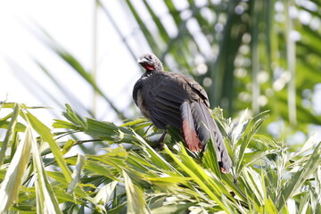 Ortalis Columbiana.
Mas conocida como Chachalaca o Guacharacas