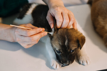 Checking the breath. Male veterinarian in work uniform listening to the breath of a small dog with a phonendoscope in veterinary clinic. Pet care concept