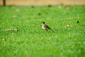 
It is a bird that can be found in large grasslands. It seeks for small insects and worms in the meadows, often living in groups or flocks.
