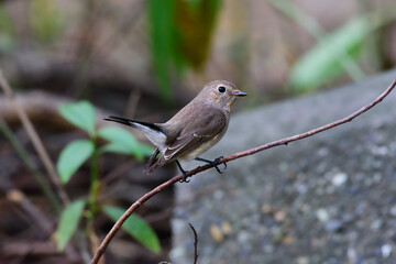 
It is a small bird that seeks for insects and small animals on the ground. It is a migratory bird with a flight distance of hundreds of kilometers to escape the cold in the tropics in Southeast Asia.