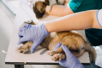 Checking the breath. Male veterinarian in work uniform listening to the breath of a small dog with a phonendoscope in veterinary clinic. Pet care concept