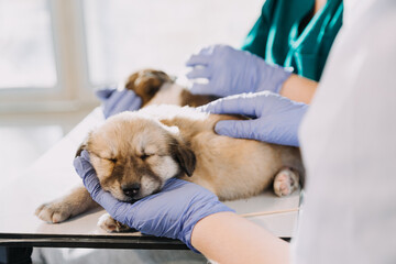 Checking the breath. Male veterinarian in work uniform listening to the breath of a small dog with a phonendoscope in veterinary clinic. Pet care concept