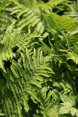 Green ferns growing in the bright sunny summer meadow.