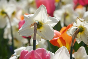 Tulpen