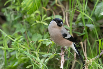 The female Eurasian bullfinch, common bullfinch or bullfinch (Pyrrhula pyrrhula).
