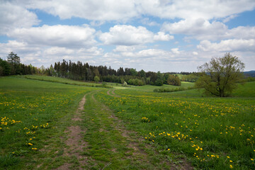 Edge of the forest. In the foreground is a meadow with green grass. Lots of yellow dandelions. Blue sky, clouds. Clear, sunny day. Beautiful landscape. Many trees