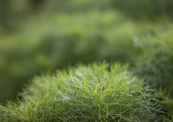 Water Droplets on Fresh Dill