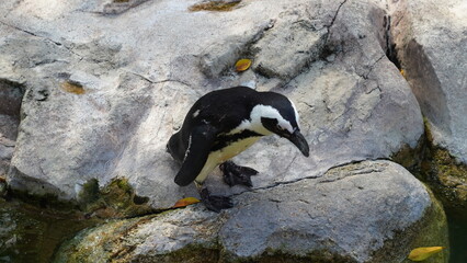JackassPenguin|AfricanPenguin|Spheniscus demersus|斑嘴環企鵝|南非企鵝