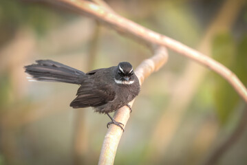white throated fantail is a small passerine bird belonging to the family Rhipiduridae.