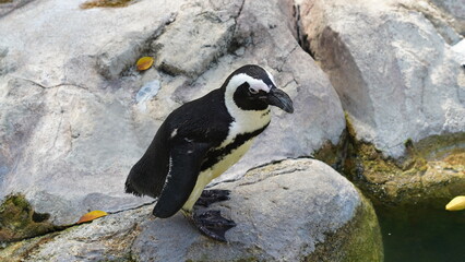 JackassPenguin|AfricanPenguin|Spheniscus demersus|斑嘴環企鵝|南非企鵝