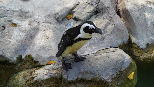 Der Jackass-Pinguin, auch bekannt als Afrikanischer Pinguin (Spheniscus demersus), ist eine Pinguinart, die an den K&uuml;sten S&uuml;dafrikas und Namibias vorkommt. Er hat seinen Namen aufgrund der lauten, ese