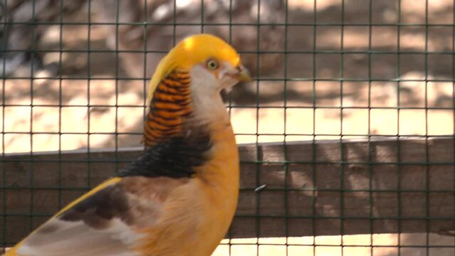 Chrysolophus pictus, Male golden pheasant rooster with magnificent colorful feather. A bird of the collared pheasant genus. A male golden pheasant looks out of an open-air cage at the city zoo