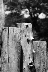 Old tree stump standing in the bright sunny meadow in a black and white monochrome.