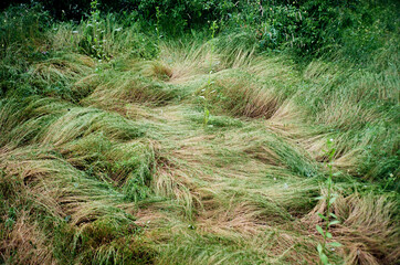 Pressed grass in the forest