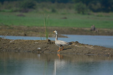 bar headed goose 
