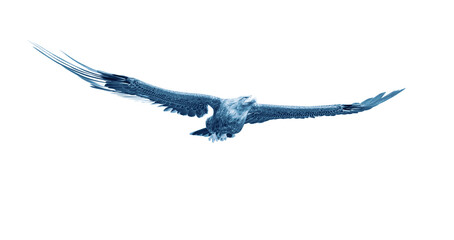 deepsea eagle floating on white background