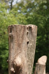 Fototapeta premium Old tree stump standing in the bright sunny meadow.