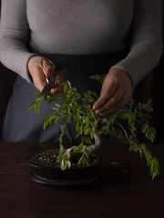 Fotobehang care and formation of a bonsai tree at home. © homohomozaza