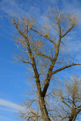 lonely autumn tree against the sky