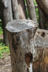 Old tree stump standing in the bright sunny meadow.