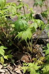 green leaves and plant growing in the sunny summer meadow background