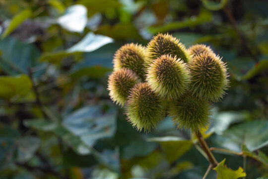 Fruit with green and yellow spikes from Costa Rica