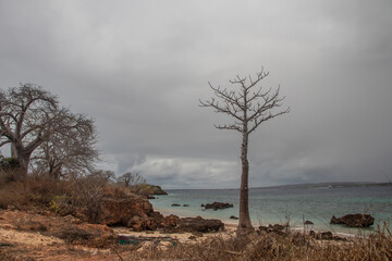 Very rare to be seen in nature, young baobab tree growing at the beach of Indian Ocean, Mozambique,...