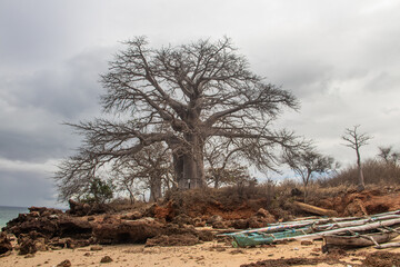 Obraz premium Old and huge Baobab tree growing between massive rustic rocks damaged by weather at the shore of Indian Ocean with beautiful azure and green colors of the waters and very cloudy skies